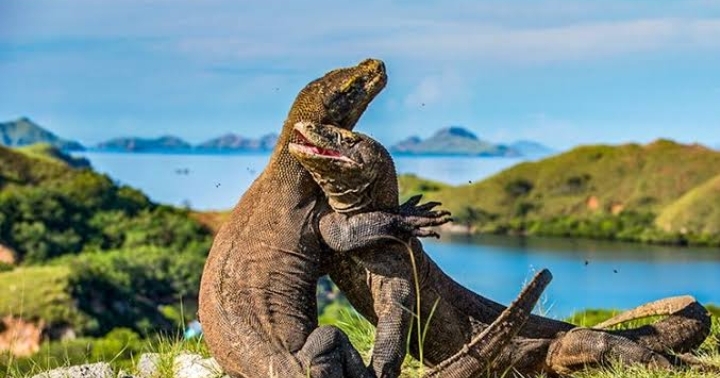 Legenda Pulau Komodo, Dibalik Pariwisata nya yang Indah