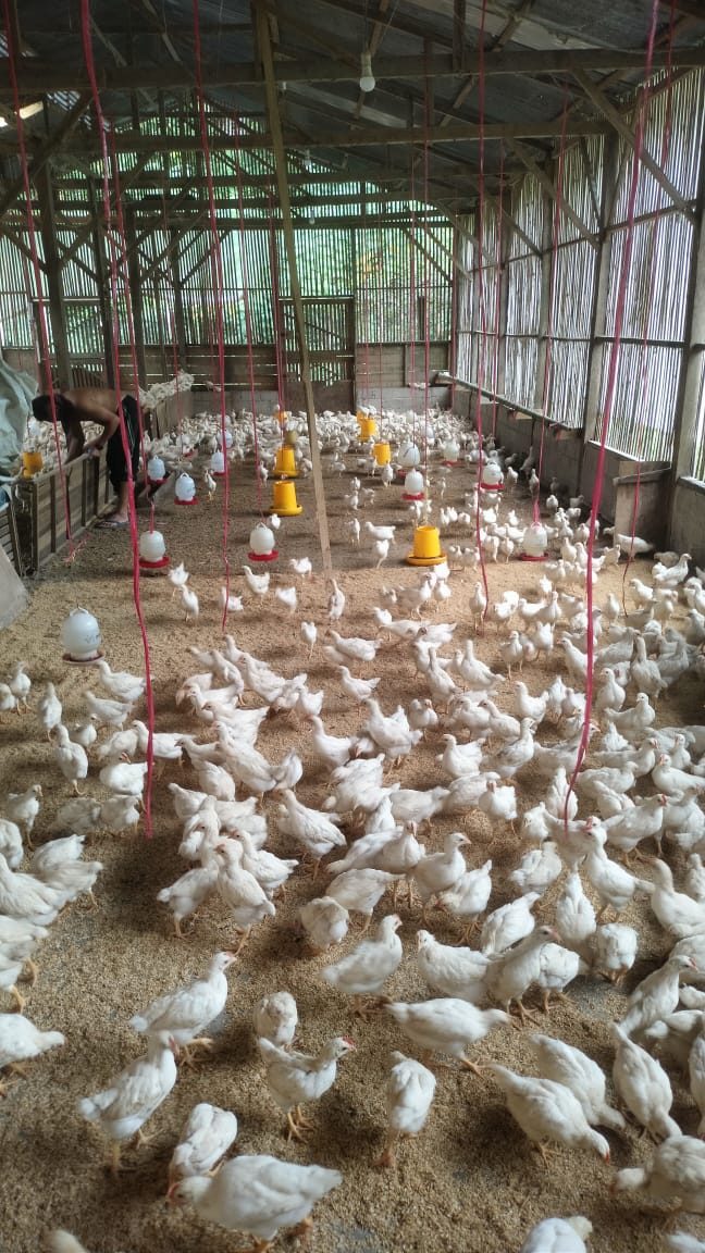 Peluang Bisnis Ternak Ayam Pejantan dan Tips Memulainya